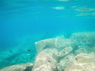 Black fish and turquoise water in Alghero shore