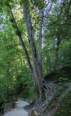 Four Trunk Tree at Gorges du Fier, french canyon near Annecy, Haute-Savoie department. France