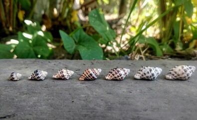 christmas tree cones