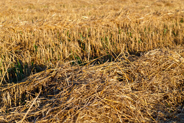 Field With Straw in The Sunset