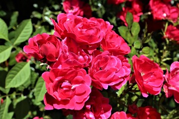 red and white tulips