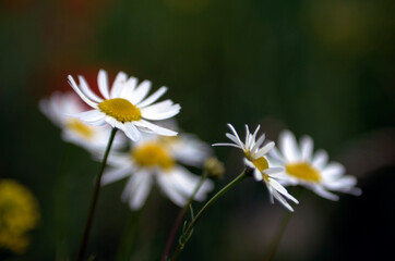 Obraz premium daisy in the field