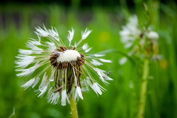 dandelion 