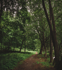 path in the forest