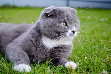 cat on grass