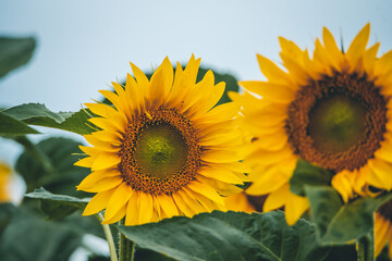 Obraz premium Yellow sunflower fields, view wide and close up