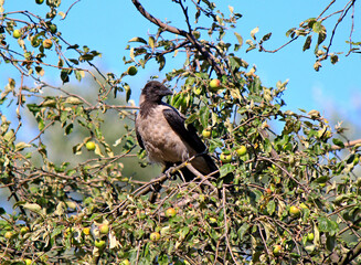 crow resting on a ripening apple tree