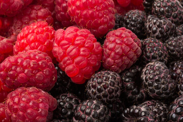 Fresh black and red raspberry isolated on white background. Berry in close-up