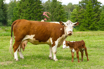 Cow with newborn calf on green grass of meadow.