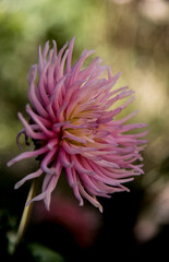 pink  dahlia  in the greenery of the garden