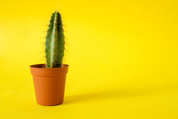 Cactus with sharp long spikes and thorns in a terracotta pot on a yellow background. The concept of minimalism and plant care. Home garden, home plants. Place for text