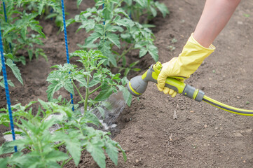 hand of a white skinned girl in a yellow rubber glove holding a gray garden watering hose and watering tomato seedlings in the garden of a suburban area in the summer in the fresh air top point shoot