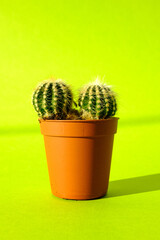 Cactus with sharp long spikes and thorns in a terracotta pot on a bright green background. The concept of minimalism and plant care. Home garden, home plants.