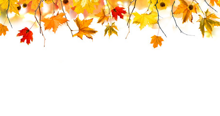 autumn leaves and branches isolated on white background