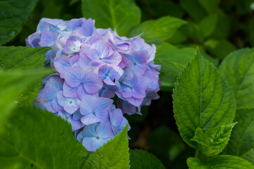Landscaped Yard with Hydrangeas.Japanese blue Hydrangea in the spring or summer.Many blue hydrangea flowers growing in the garden, floral background