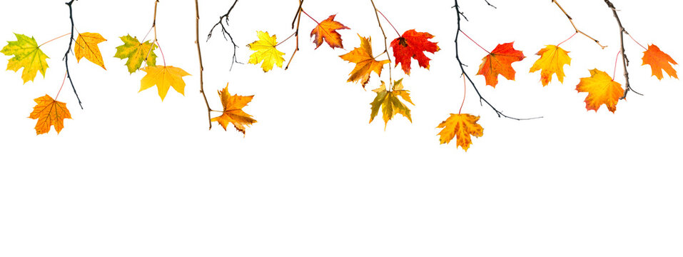 autumn leaves and branches isolated on white background