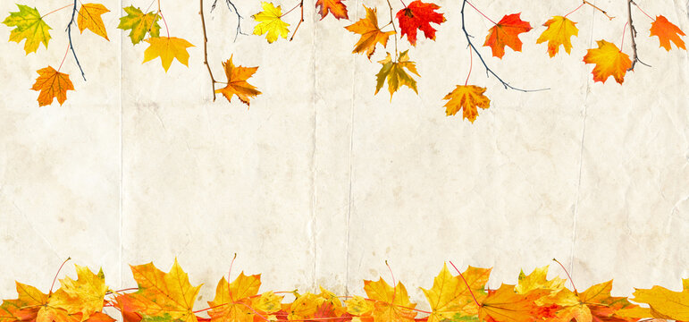 autumn maple tree and fallen leaves vintage background