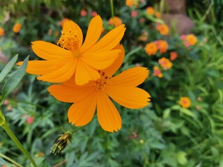 orange flower in the garden