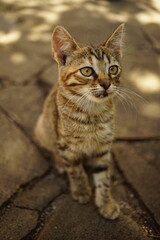 Cute tabby kitten sitting in a summer yard