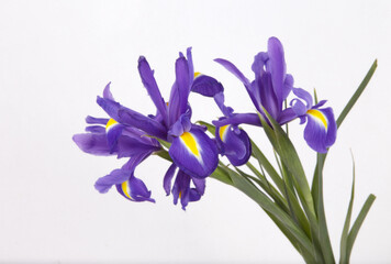 Bouquet of flowers of purple irises on a white