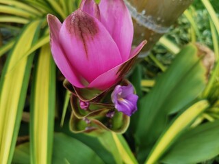 green and yellow orchid
