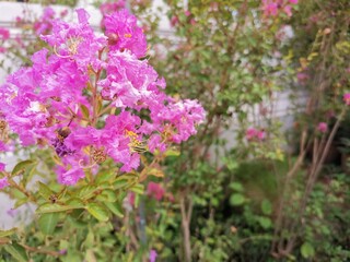 pink flowers in the garden