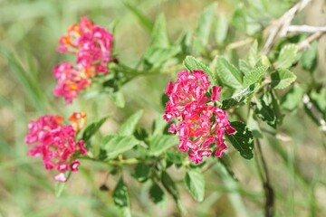 Lantana camara flower in nature garden