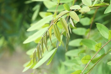 senna siamea leaves in nature garden