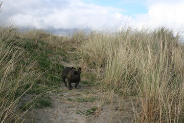 French bulldog at beach