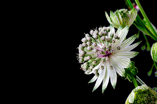 Flowers of a great masterwort isolated on black background, Astrantia major or Grosse Sterndolde