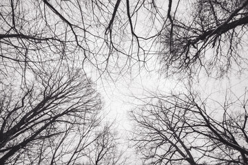 Looking up at bare tree branches