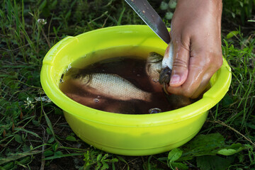 Outdoor recreation and fishing, hand cleaning of fresh small fish in a yellow bowl. Similar images.