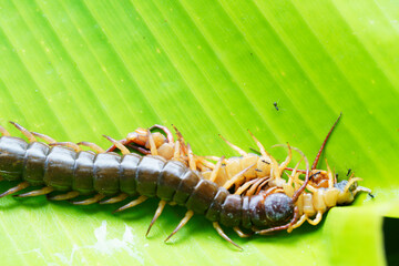 centipede beat and eat the rival