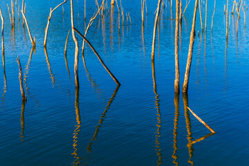 Dry Tree branch dipped in water with reflect of blue sky background