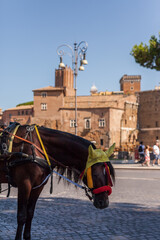 ROME, ITALY - 2014 AUGUST 18.  Horse coach in the street of Rome.