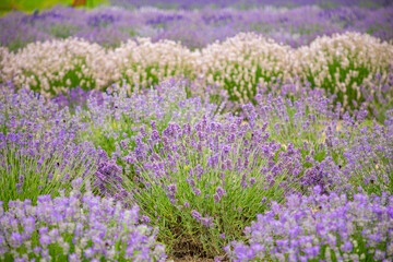 Naklejka premium Lavender flower blooming scented fields as nature background, Czech republic
