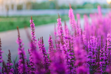 Background image of purple crimson flowers, lupine flower field with beautiful bokeh
