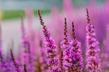 Background image of purple crimson flowers, lupine flower field with beautiful bokeh