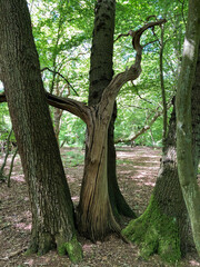 Fototapeta premium Forest Tree with Exposed Tangled Roots - Epping Forest Background, London
