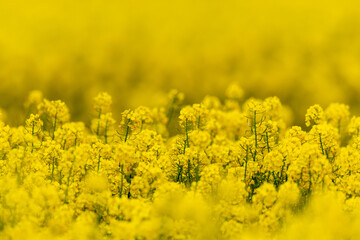 Yellow spring field