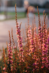 Background image of purple crimson flowers, lupine flower field with beautiful bokeh