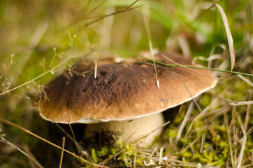 mushroom in the grass in the forest, boletus