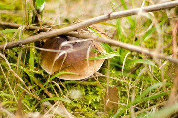 mushroom in the grass
