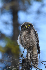 A baby Northern Hawk Owl waits for its parent to bring it food in the Alaskan wilderness.