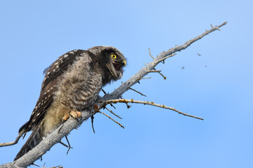 A baby Northern Hawk Owl waits for its parent to bring it food in the Alaskan wilderness.
