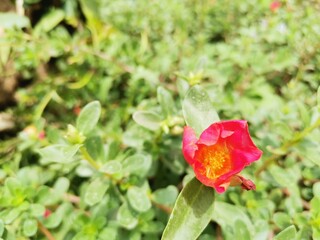 red rose in the garden