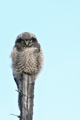 A baby Northern Hawk Owl waits for its parent to bring it food in the Alaskan wilderness.