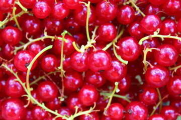Rote Johannisbeeren