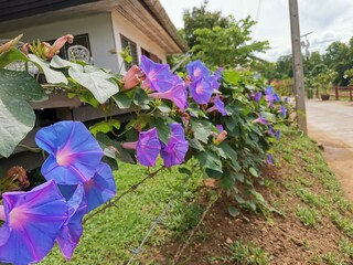 purple and green