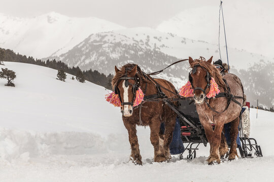 Dos caballos tirando de un carruaje en un paisaje nevado, en un camino de nieve en una estaci&oacute;n de esqu&iacute;.